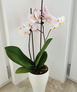 20180608 114422 (medium)